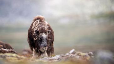 EV Roadtrip muskox